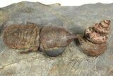 Rare, Pelagic Trilobite (Cyclopyge) With Snail - Huge Eyes #376899-1